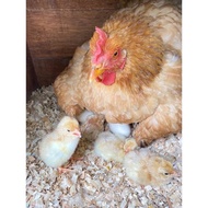 TELUR FERTIL AYAM MERAWANG AYAM PEDAGING DAN PETELUR UNTUK DI TETASKAN