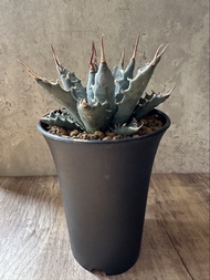 曲刺妖炎 龍舌蘭  多肉植物 塊根 盆栽 仙人掌