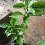 Tanaman Herbal Keji Beling | Tanaman Keji Beling Obat Herbal | Tanaman Keji Beling Murah