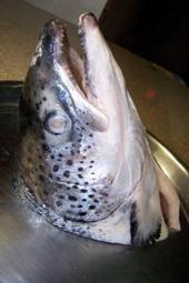 ~~@@急凍鮮@@~~海鮮大賣場 挪威鮭魚頭~~大特價