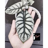 Termurah Size Remaja tanaman hias alocasia silver dragon asli rawatan