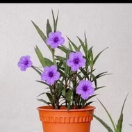 pokok bunga Ruellia purple