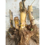 Binggol bambu kuning besar