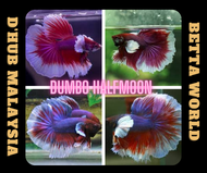 DHUB Dumbo Half-moon Betta Fish / Ikan Laga Dumbo Halfmoon / Dumbo HM / Elephant Ear HM