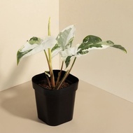 Variegated 斑葉合果芋