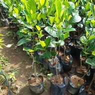 Ready nangka merah madu