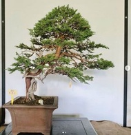 _kungtree ｜日本系魚川真柏｜（110/7/25）（A20)