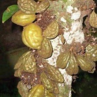 pokok buah katak puru(nam nam)