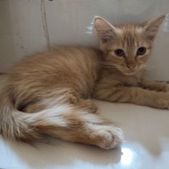 Lepas Adopsi Kucing Persia Kitten Orange lucu