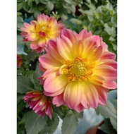 🔥🔥Dahlia Kampung Mix Color🔥🔥
