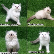 Jual Anakan Kucing Kitten Himalaya Hima Himalayan New Stok