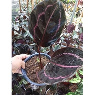 ☼▦►Available Live plants for sale (Calathea Dottie)