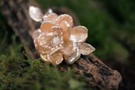 山茶花手工珍珠胸針