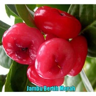 pokok benih jambu bertih merah hybrid