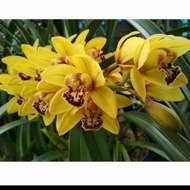 anggrek cymbidium ensifolium kuning /angrek tanah