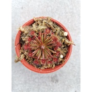 SUNDEW/DROSERA AFF. LANATA