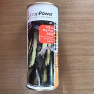 🔥BIG SALES🔥 200G WB 48 BIG FOUR Benih Kacang Botol / Winged Bean Seeds / 四棱豆种子/ [四角豆 Biji Benih Kaca