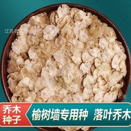 White Elm Seeds Elm Seeds Home Elm Money Tree Spring Elm Tree Seeds Greening Line Tao Lin Seedling S