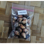 ◐ ♚ ◄ Gmelina Seeds, 30 seeds/pack