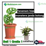 janda bolong gratis calathea | tanaman hias janda bolong