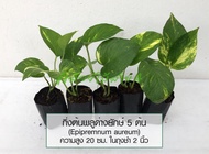 กิ่งต้นพลูด่างยักษ์ 5 ต้น (Epipremnum aureum) ไม้ฟอกอากาศ ความสูง 20 ซม ในถุงชำ 2 นิ้ว