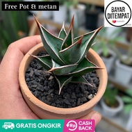 Tanaman hias sansivera pinguin