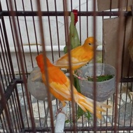 premium Burung Kenari Loper Sepasang Warna Orange