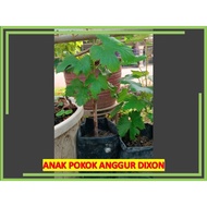 ANAK POKOK ANGGUR DIXON (Dipos dengan tanah dan polibeg kecil)