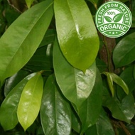 Fresh Dutch Durian Leaves (33 pcs++ &)