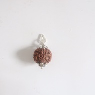 5 Mukhi (5 Face) Lab Certified Original Rudraksha Bead