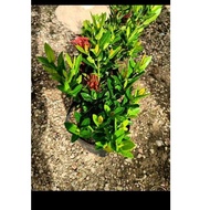 POKOK IXORA / West Indian jasmine / #ixora #plant (all types)