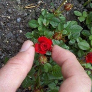 30 เมล็ด เมล็ดพันธุ์ กุหลาบ มินิ บอนไซ Rose Seeds ดอกเล็ก สีแดง ต้นไม้แคระ นำเข้าจากต่างประเทศ พร้อมคู่มือ เมล็ดสด ใหม่