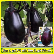 (200เมล็ด/ซอง) Big Purple Eggplant Seed เมล็ดพันธุ์ มะเขือม่วงยักษ์ เมล็ดพันธุ์ มะเขือม่วงยักษ์ High