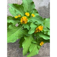 Butter Daisy Yellow Flower