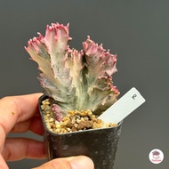 ยูโฟเบีย กระดูกมังกรขาว Euphorbia Lactea Cristata กระบองเพชร แคคตัส ไม้อวบน้ำ cactus&amp;succulent