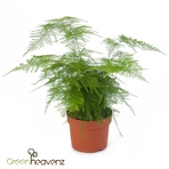 GHZ - Asparagus Setaceus Nanus Live Plant Pokok Fern Paku Pakis Hiasan Indoor 新娘叶