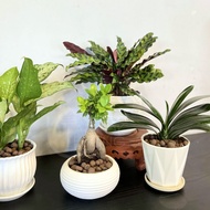 TKL -🍃Minimalist Set🍃 Pot Plant for Indoor/Outdoor 🍃简约🍃盆栽套装 [室内/室外]