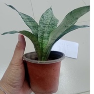 PLANT* Snake Plant 虎尾兰