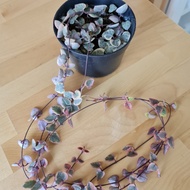 Code String Of Heart Variegata