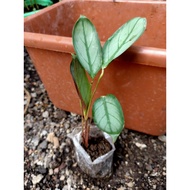 Calathea Grey Star, Calathea Setosa