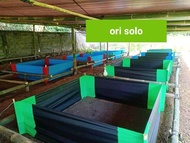 Geber Aduan Ayam Bangkok 2x2 Meter