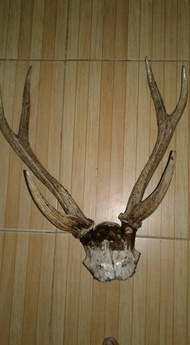 Tanduk rusa cabang 6