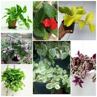 tanaman hias | paketan tanaman gantung | tanaman gantung