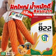 GT822 ขนาด( 3.5หุ่น) 10kg. ของแท้ รับตรงบริษัท