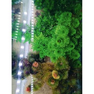 Green Arhat seaweed. 1 kg of green and red Arhat seaweed