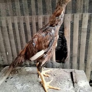 Ayam Shamo Super Ekor Lidi Tulangan Besar New Stok