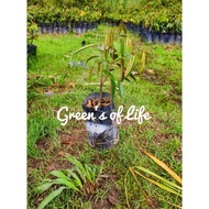 Anak Pokok Khawin Durian Udang Merah D 175/ Durian Tree Red Prawn D175(Grafted)
