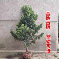 Bunga Tanaman Hijau Podocarpus Anak Pokok Pokok Pokok Besar Lidah Burung Bonsai Bonsai Ditanam Empat Musim Malar Hijau T
