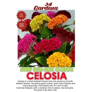 500 SEED BENIH BUNGA BALUNG AYAM CELOSIA MIX COLOR
