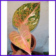 ✸ ❧ Lush Aglaonema Stardust Live Plants for Indoor/Outdoor